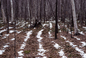 Paper birch (Betula papyrifera) invasion of plowed field wilth snow in the plowlines.