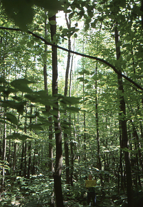 Birch Strips - White Birch Regeneration Study - White Birch Study Area. Strip Treatment Plot 3A. Portrait orientation.