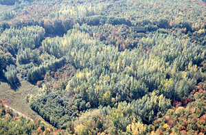 Aerial oblique view Compartment V Trees Genetics Plantations on 14 October 1971.