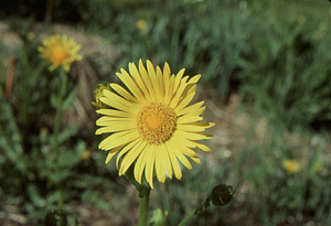 Golden chamomile in Buxton Garden.