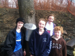 Harvesting maple syrup