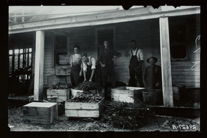 Workers with cartons of "fancy ferns", Shrewsbury, MA