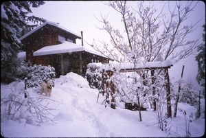 Serendipity Farm house and Maya dog in Christmas snowfall