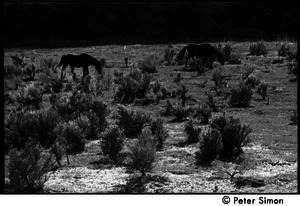 Wild horses in an arid landscape