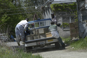 Hibbard Farm: worker putting asparagus in the bed of a pickup truck