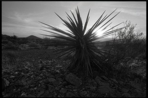 Rising sun behind a yucca at the Nevada Test Site peace encampment