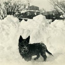 Dog standing in front of snow and farmhouse