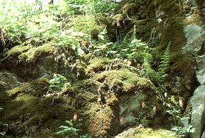 Bishop's cap (2-leaved miterwort), bulblet fern, and Eastern columbine on marble outcrop in the Beinecke Stand.