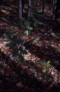 Apple picking in Moon Lot - Primmer Farm. Pamela Art and Andrew Art.