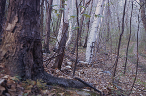 Page wire fence of A.L. Hopkins' upper pasture west of the Upper Loop Trail.