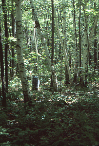 U.S. Dept. Interior Acid Rain, Acid Soils Study. Paper birch site, leaf litter and through-fall collection infrastructure.
