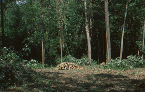 Wilson Greatbatch genetic plantation regeneration project image 7. Renovated plantation.