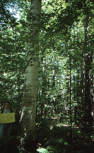Birch Strips - White Birch Regeneration Study - White Birch Study Area. Strip Treatment Plot 2.5A. Portrait orientation.