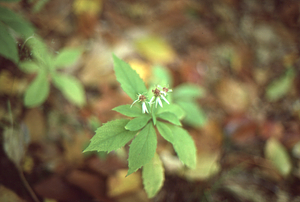 Whorled wood aster in flower.