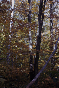 Paper birch (Betula papyrifera) and red maple (Acer rubrum) overstory in permanent plot 1209.