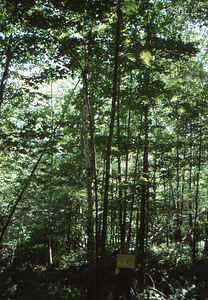 Birch Strips - White Birch Regeneration Study - White Birch Study Area. Strip Treatment Plot 3C. Portrait orientation.