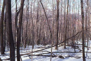 Birch Strips - White Birch Regeneration Study - White Birch Study Area. Isolation Strip 1.5 tree survey. 5.