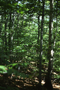 Color image of beech (Fagus grandifolia) understory and red oak (Quercus rubra) overstory. False Color Infrared/True Color Project.
