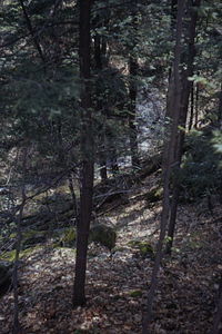 Eastern hemlock trees in Ford Glen along Ford Glen Brook near Boy's Club Camp