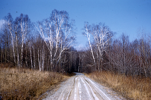Carriage Road heading northwest from edge of the eastern meadow.