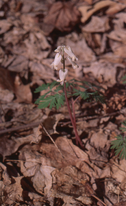 Squirrel-corn (Dicentra canadensis) in flower.
