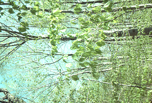 American beech (Fagus grandifolia) understory leafing-out below red oak (Quercus rubra) canopy in early May, 1977 in the Beinecke Stand.