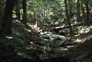 View upstream on the South + Middle Branch Birch Brook. Two months after the 2.5" overnight (29-30 June 1973) rainfall event.