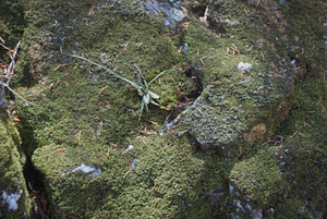 Bulblet fern (Cystopteris bulbifera) and walking Fern (Camptosorus rhizophyllus) on carbonate outcrop in the Beinecke Stand.