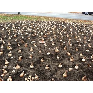 Large bed of daffodil bulbs perfectly spaced and planted