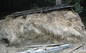 Moon Barn deconstructed with part of roof atop loose hay in Moon Lot - Primmer Farm. Haymow on north side of barn. Close-up view.
