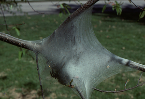 Eastern forest tent caterpillar nest on a black cherry.