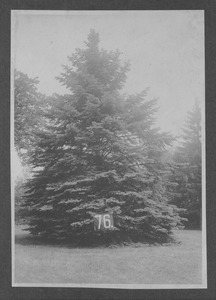 Class of 1876 tree