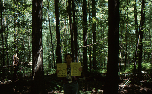Birch Strips - White Birch Regeneration Study - White Birch Study Area. Strip Treatment Plot 3.5B. Landscape orientation.