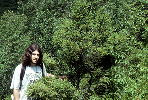 Andrew Werbrock (Class of 2000) and red spruce on edge of the grid cell 1205 heath bald.