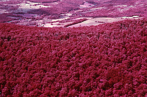 Aerial false color IR image of Moon Hollow headwall. False Color Infrared/True Color Project.