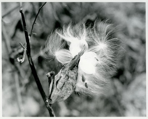 Indian pipe and Marlboro pack