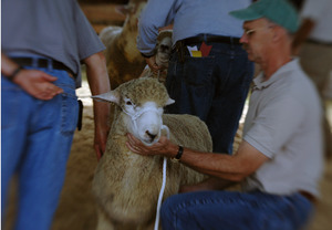 Franklin County Fair: Sheep being judged