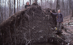 Impacts of 15 July 1995 storm in grid cell 0621. {Right to left:} Amy Smith (Class of 1997) (climbing on wind-thrown red maple root plate) Dawn Biehler (Class of 1997)
