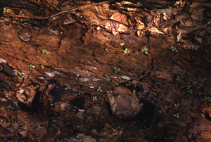 Birch (Betula sp.) seedlings on nurse log in Moon Hollow of Hopkins Forest.
