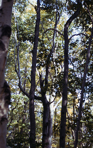 Storm-damaged beech (Fagus grandifolia) along Birch Brook Trail.