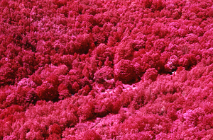 Aerial false-color IR image of Moon Lot Primmer Farm with house (center) and barn (right).