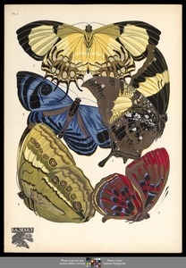 Papillons. Plate 4