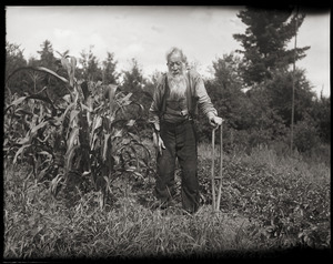 Amos Chase, standing near corn