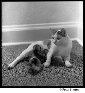 Project cats