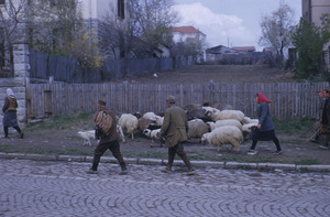 Sheep on Aranđjelovac main street