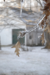 Close-up of leaves and twigs covered in thick ice