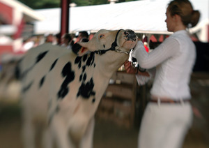 Franklin County Fair: Cow being shown