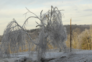 Damaged and ice-covered tree in an icy landscape