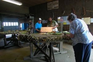 Hibbard Farm: workers at a round table, sorting and bunching asparagus