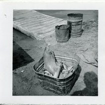 Spy Pond fish stocking